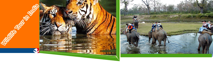 Jungle Safari in India, India Jungle Safari, India Jungle Safari Information