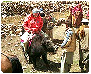 Yak Safari in Sikkim, Sikkim Yak Safari, Yak Safari Tour in Sikkim, Sikkim Yak Safari Tour
